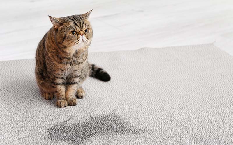 carpet cleaning in suffolk, carpet cleaning suffolk, carpet cleaners in suffolk, carpet cleaners in suffolk, commercial carpet cleaning, commercial carpet cleaning in suffolk, suffolk rug cleaners, rug cleaning services in suffolk, same day carpet cleaning, same day rug cleaning in suffolk